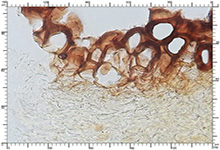 Genea hispidula